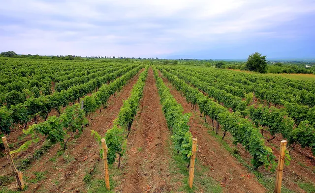 Rows of vines at the Chateau Zegaani estate, Kakheti