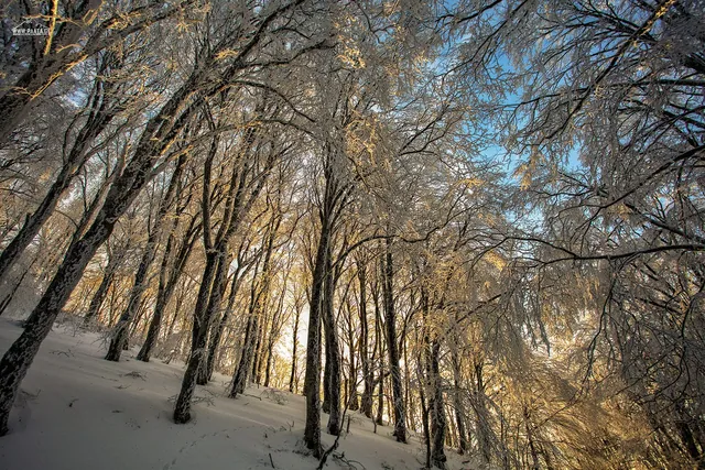 Sabaduri in winter: frost on the branches and golden light